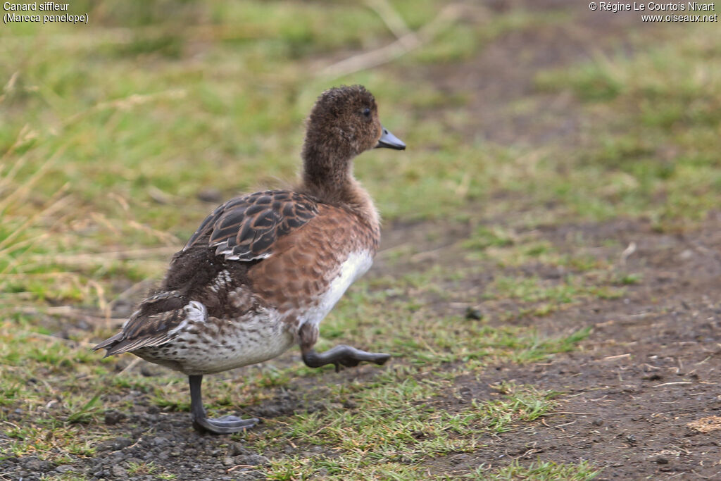 Canard siffleurjuvénile