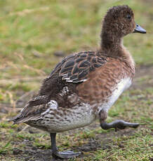 Canard siffleur