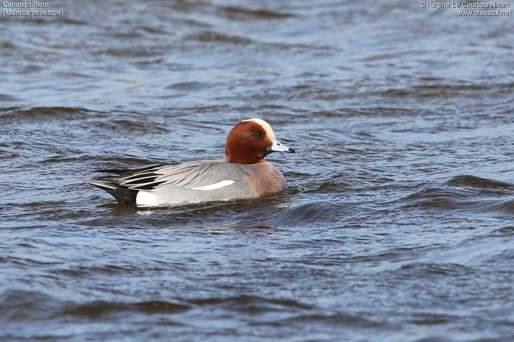 Eurasian Wigeon male adult