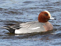 Canard siffleur