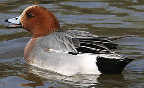 Eurasian Wigeon