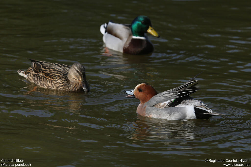 Canard siffleur mâle