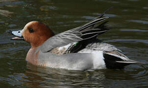 Canard siffleur