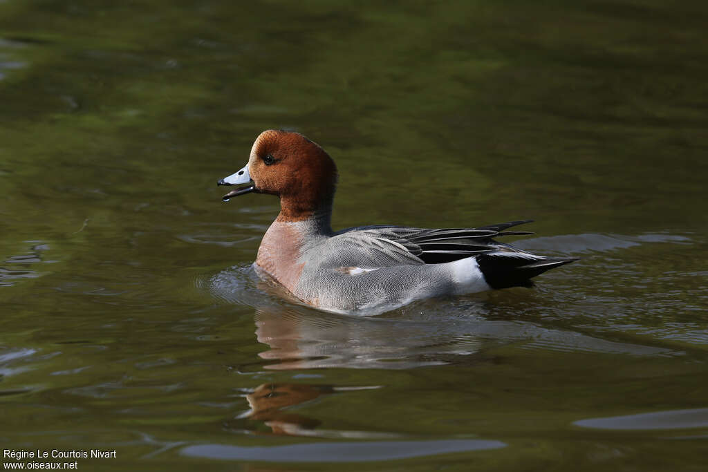 Canard siffleur mâle adulte