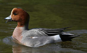 Canard siffleur