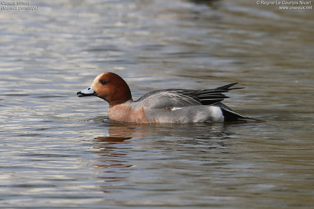 Canard siffleur mâle