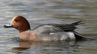 Eurasian Wigeon