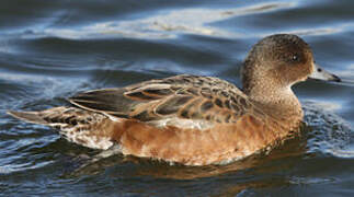 Canard siffleur