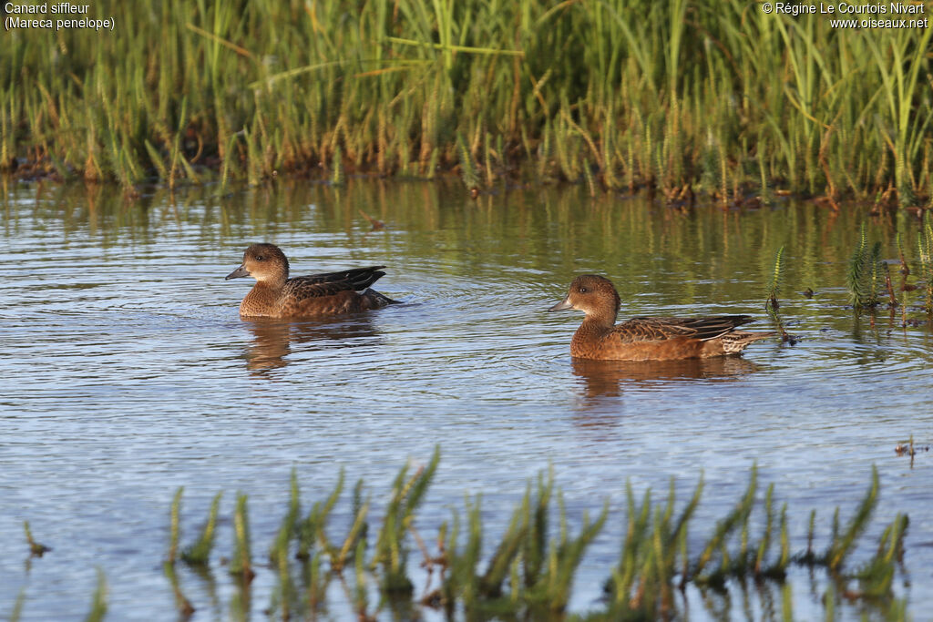 Eurasian Wigeon