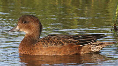 Canard siffleur