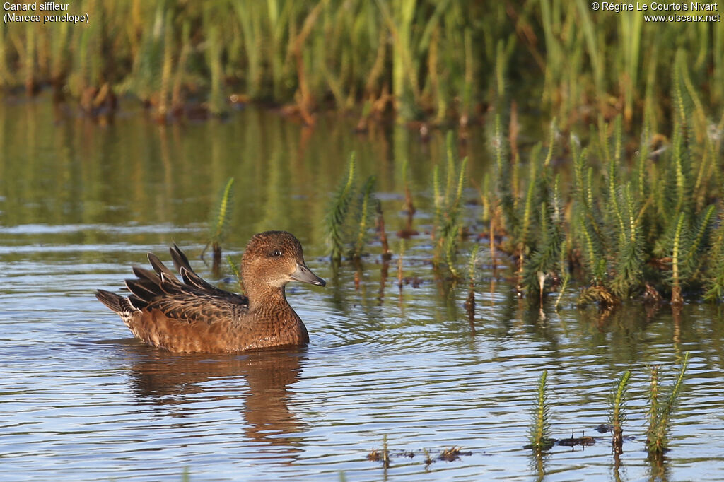 Canard siffleur