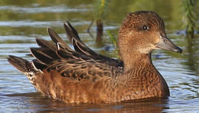 Canard siffleur