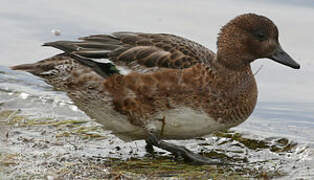 Canard siffleur