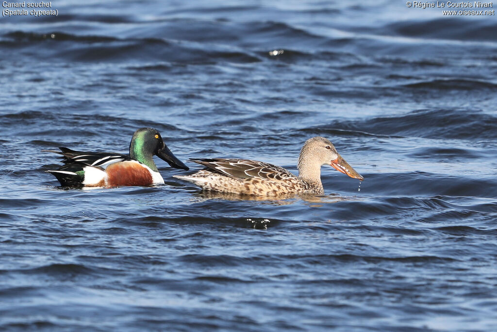 Canard souchetadulte