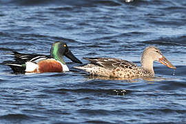 Northern Shoveler