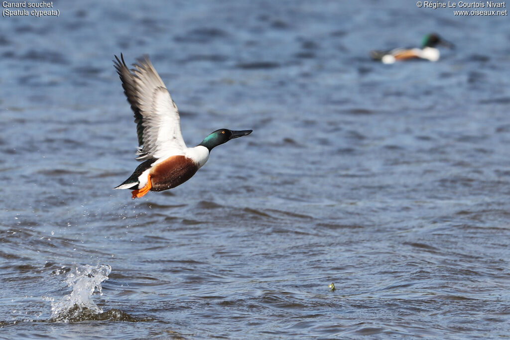 Canard souchet mâle adulte