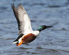 Northern Shoveler