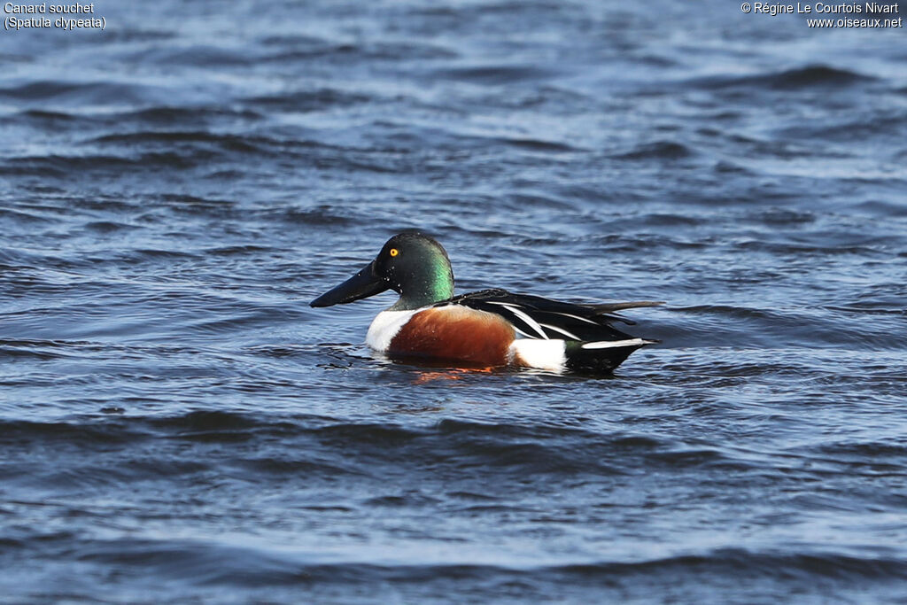 Canard souchet mâle adulte nuptial