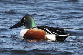 Northern Shoveler