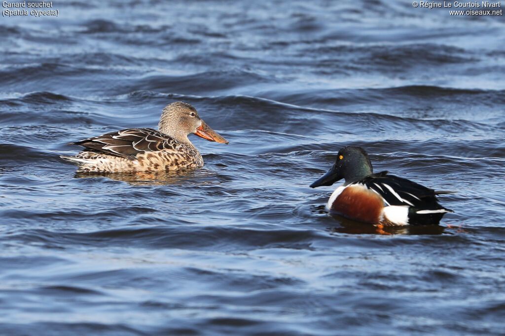 Canard souchetadulte