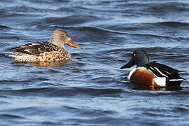 Canard souchet