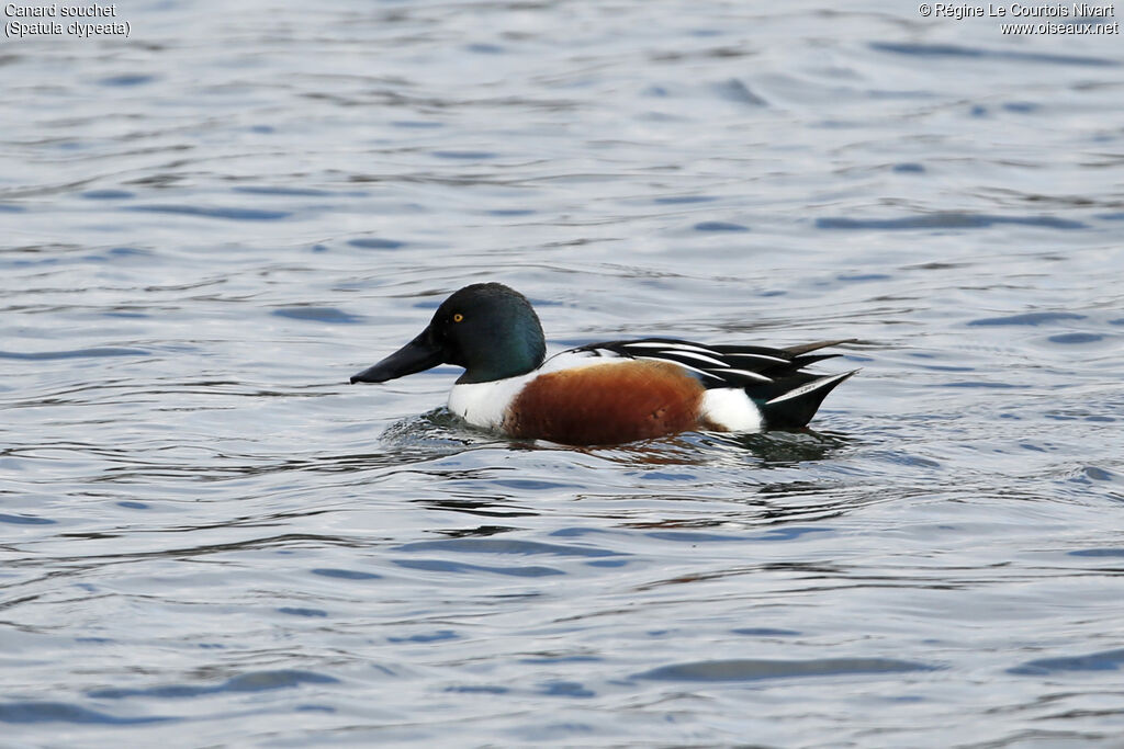 Canard souchet