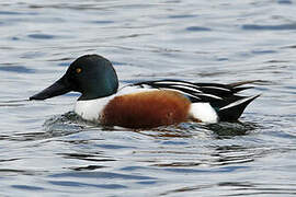 Northern Shoveler