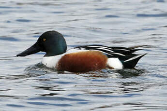 Canard souchet