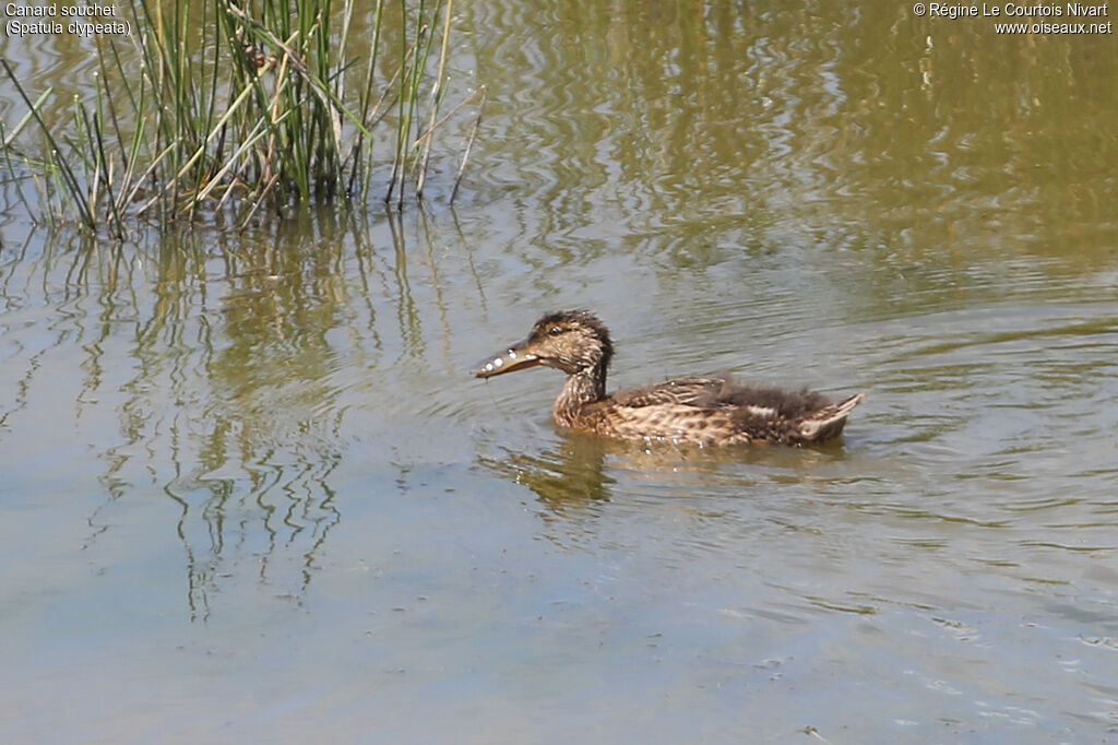 Canard souchetjuvénile