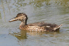 Northern Shoveler