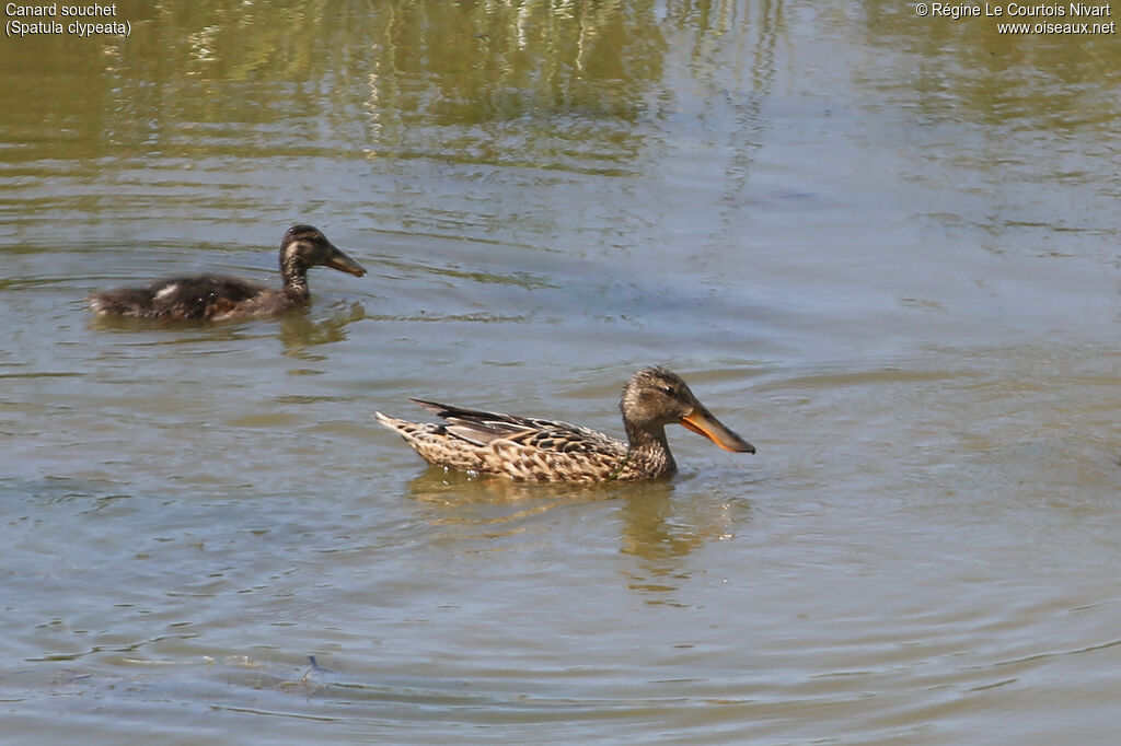 Canard souchet