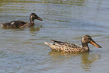 Canard souchet