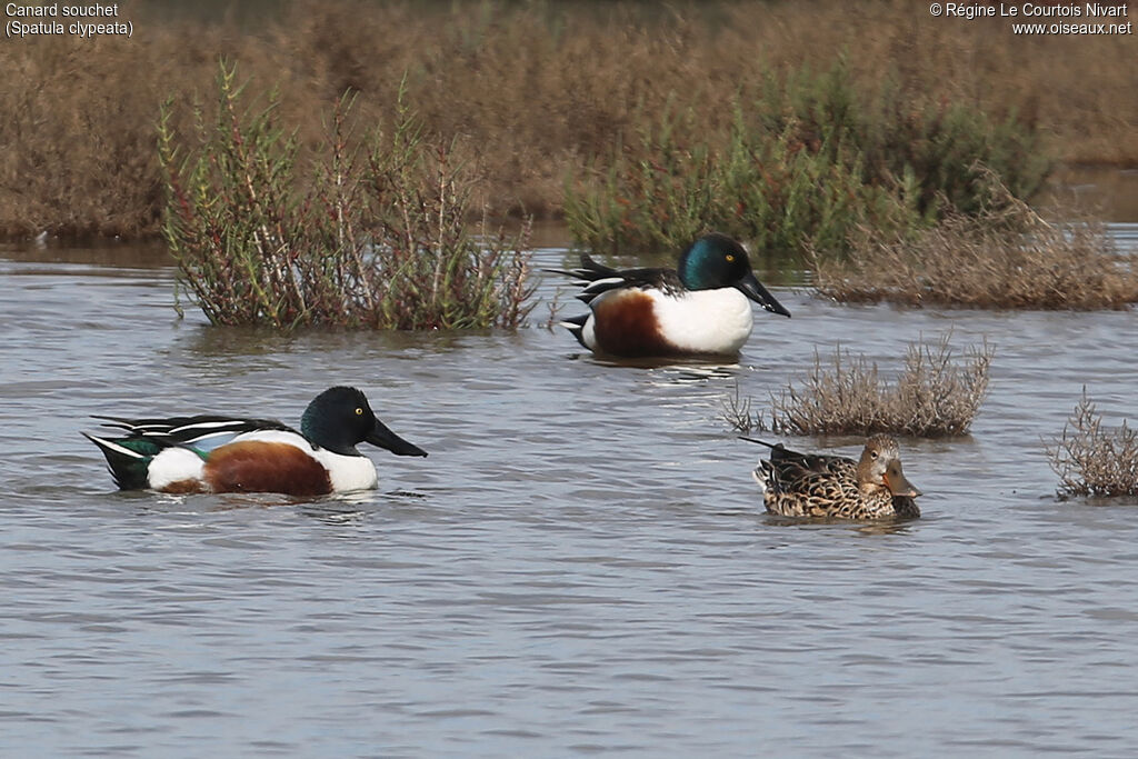 Canard souchet