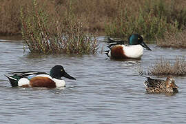 Northern Shoveler