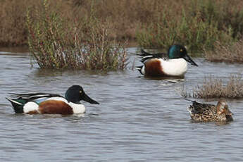 Canard souchet