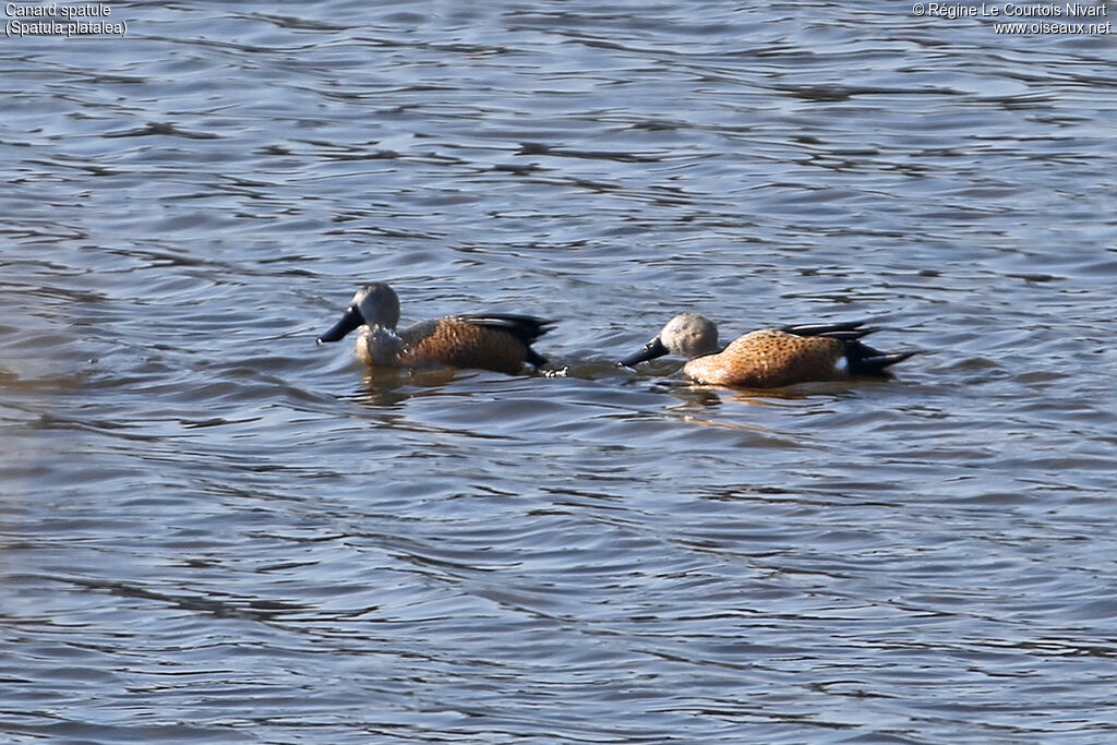 Red Shoveler