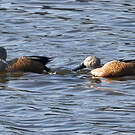 Canard spatule