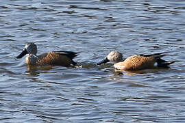 Red Shoveler