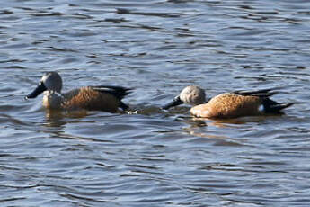 Canard spatule