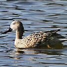 Canard spatule