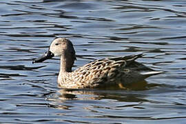 Red Shoveler