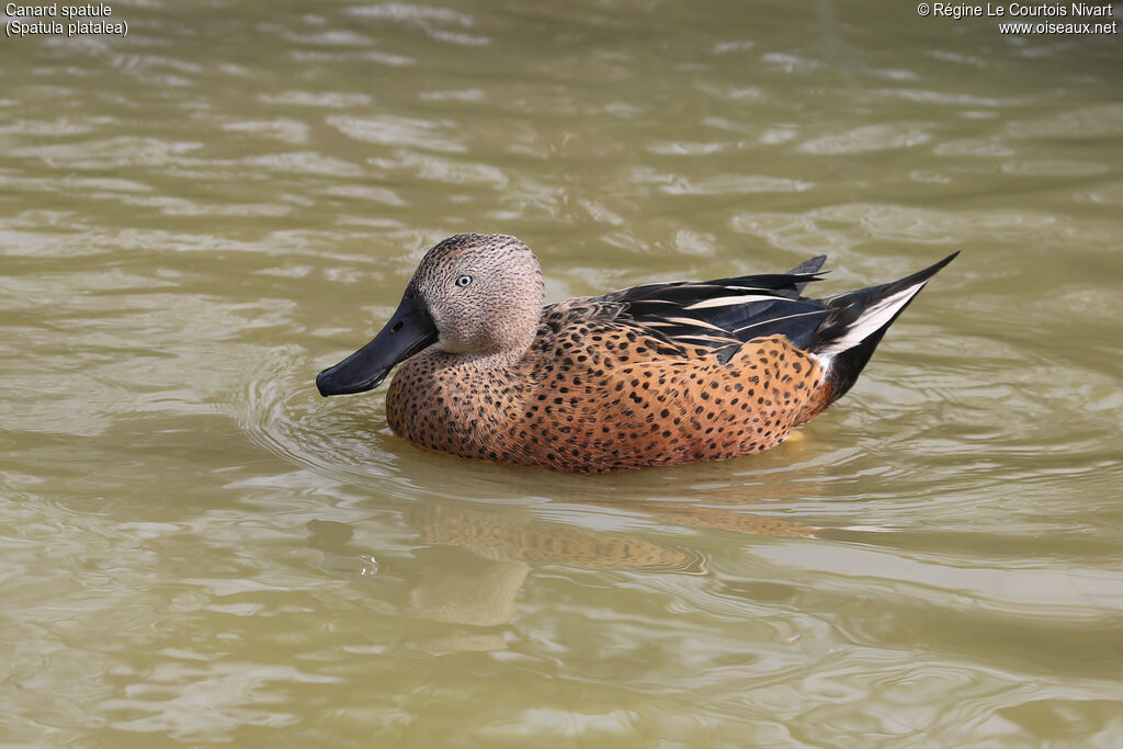 Canard spatule mâle adulte