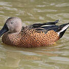 Canard spatule