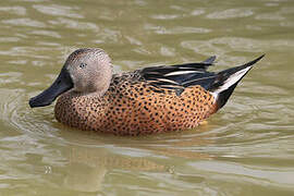 Red Shoveler