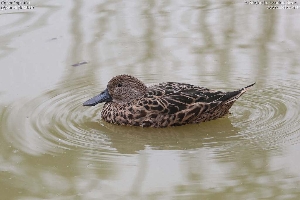 Canard spatule femelle