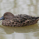 Canard spatule