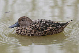 Red Shoveler