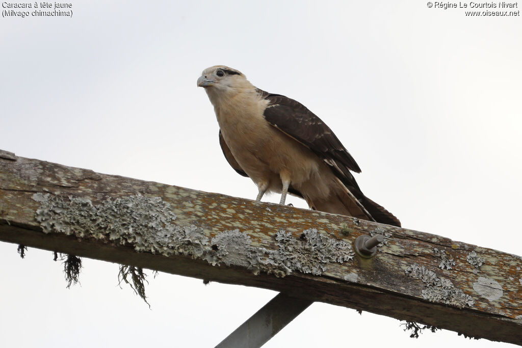 Caracara à tête jaune