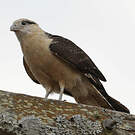 Caracara à tête jaune