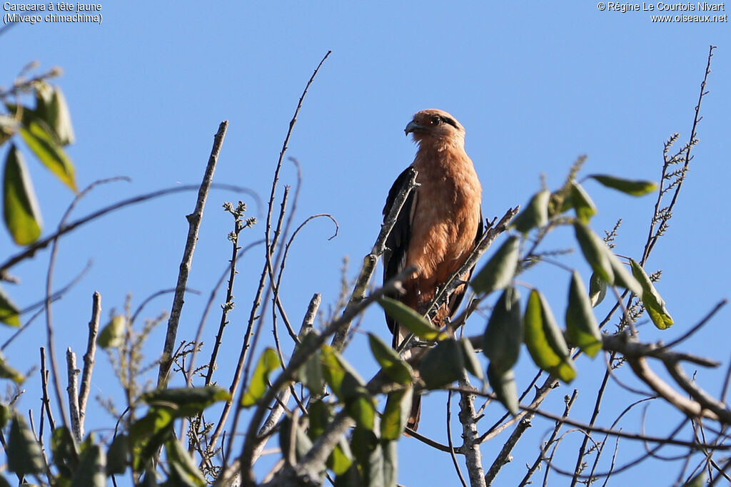 Caracara à tête jaune